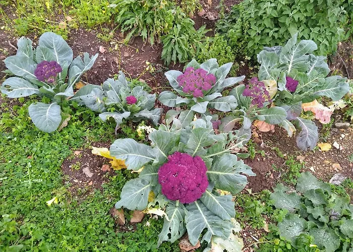 Al Numero Zero Panzió 4*