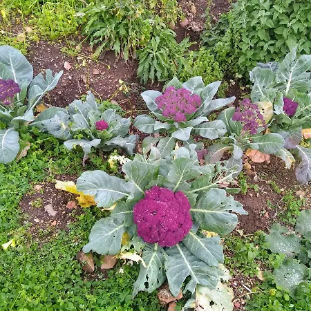 Al Numero Zero Отель типа 